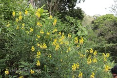 Crotalaria agatiflora